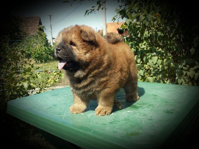 Chow-cau-cau
