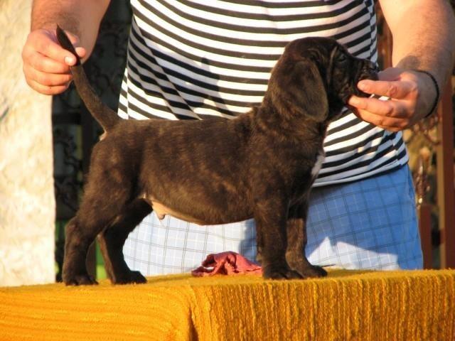 Cane corso musko prvobirano stene
