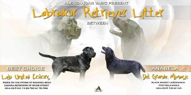 Labrador  stenci 