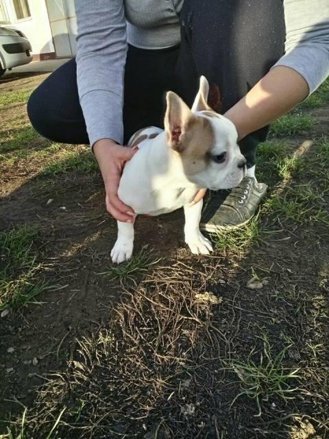 Francuski-Buldog--zensko-stene