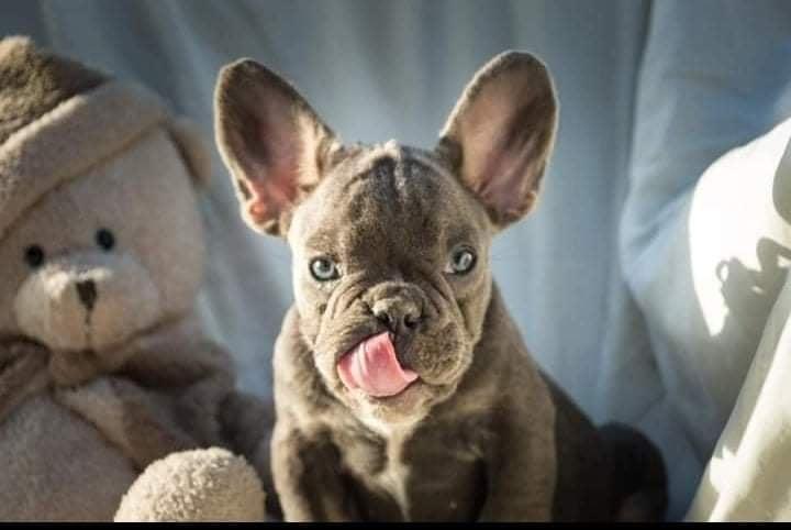 Francuski-buldog