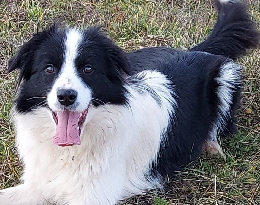 Border-collie--štenad-