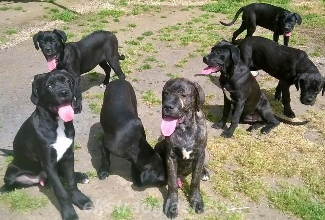 CANE CORSO štenad