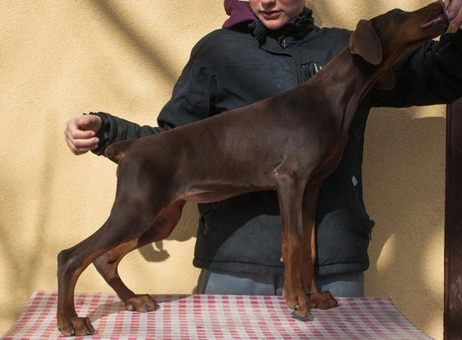DOBERMAN DI GOBELJA braon stenci