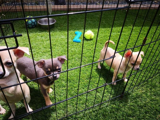 Prelepa pedigree Chihuahuas