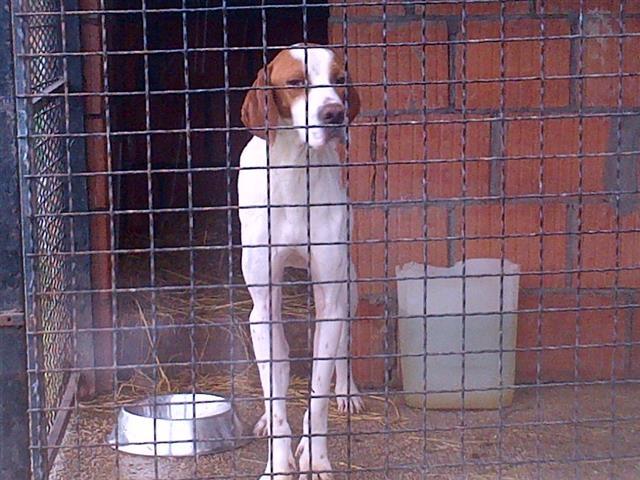 POINTER