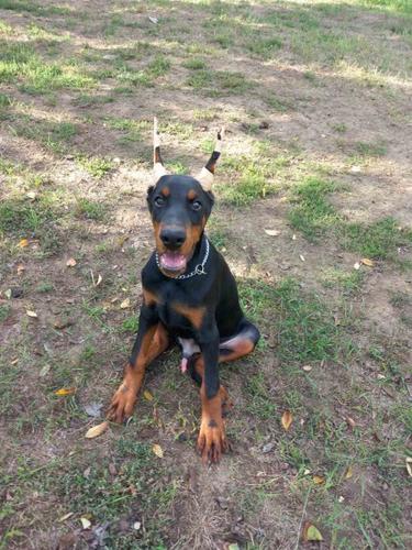 Doberman štenci