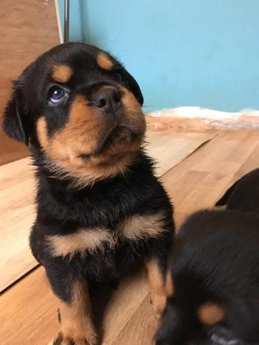 Rottweiler štenci na raspolaganju