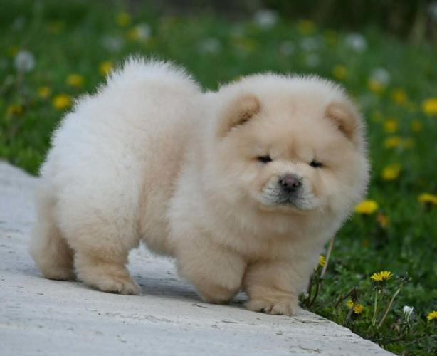 Chow Chow Cau Cau Čau Čau