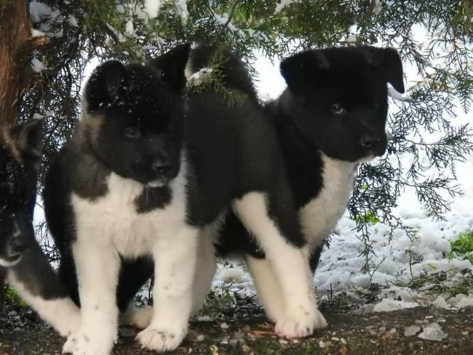 Američka akita, štenci