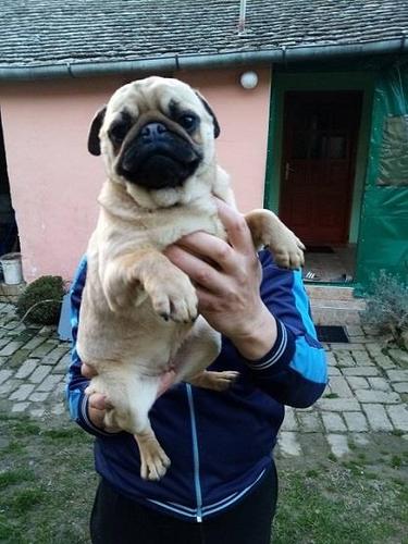 Mops,mlada zenka