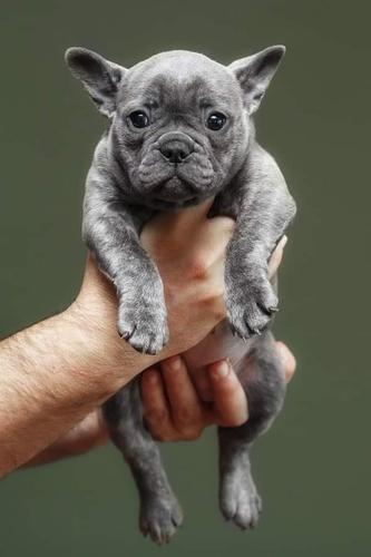 Francuski buldog,plava zenkica