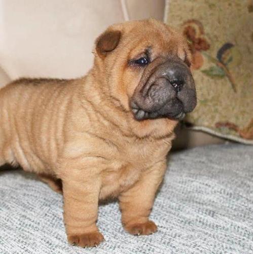 Shar Pei štenci