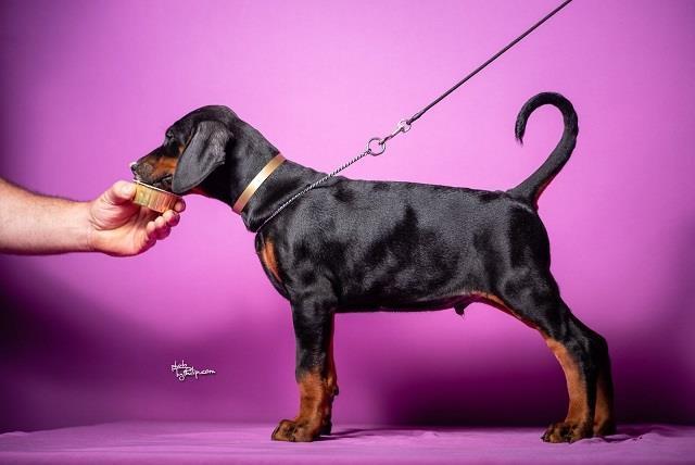 Doberman stenci i 