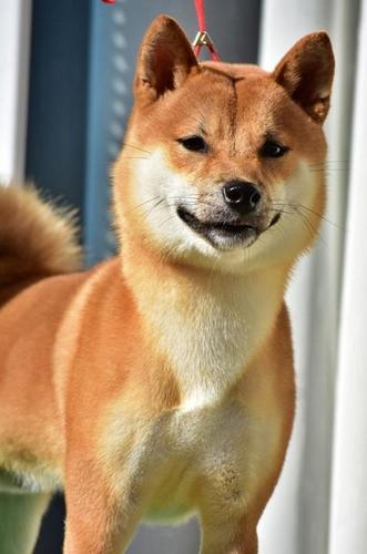 Shiba Inu