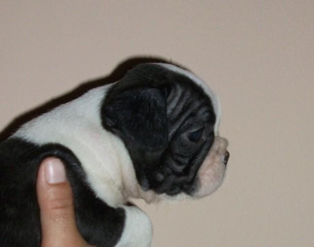 Francuski-buldog-stenad
