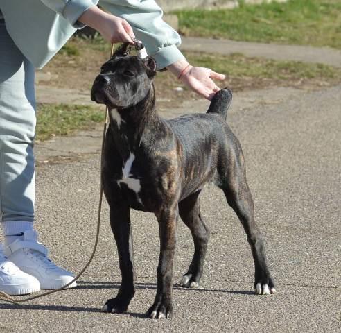Cane Corso ženka