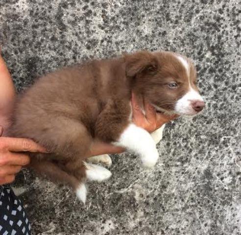 Border Collie stenci 