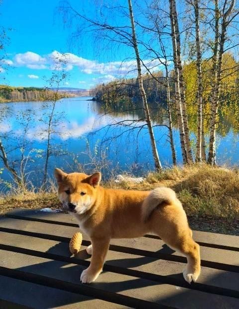 TOP-Shiba-Inu-štenci-