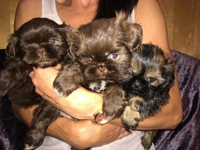 Lijepa Shih Tzu štenad.