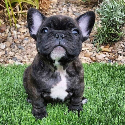 French bulldog