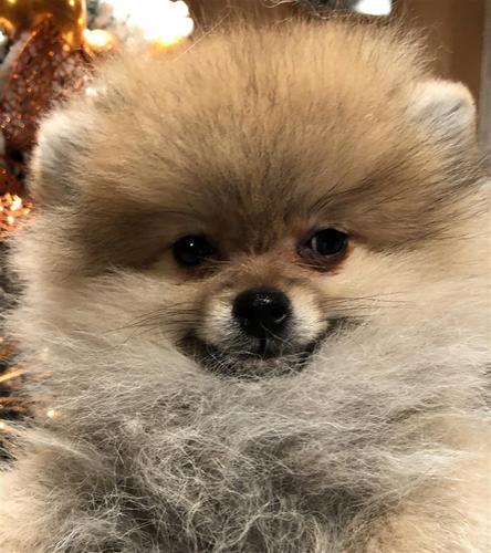 Pomeranski spic