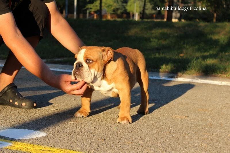Engleski-buldog-