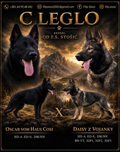 Nemački ovčar vrhunsko leglo