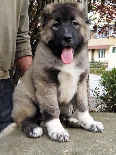 Kavkavski ovčar štenci