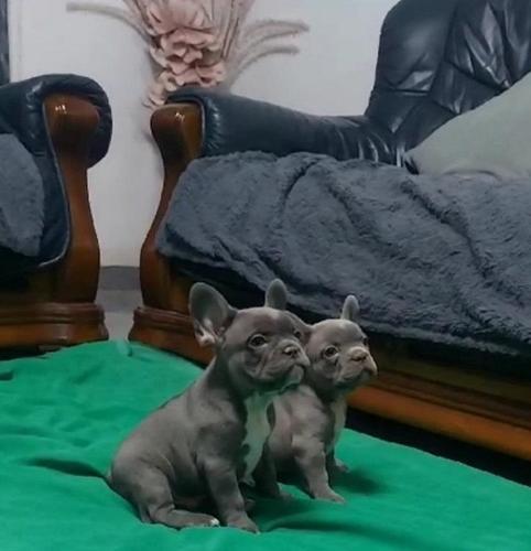 Francuski buldog štenci egzotičnih boja 