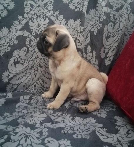 Mops preslatki štenci