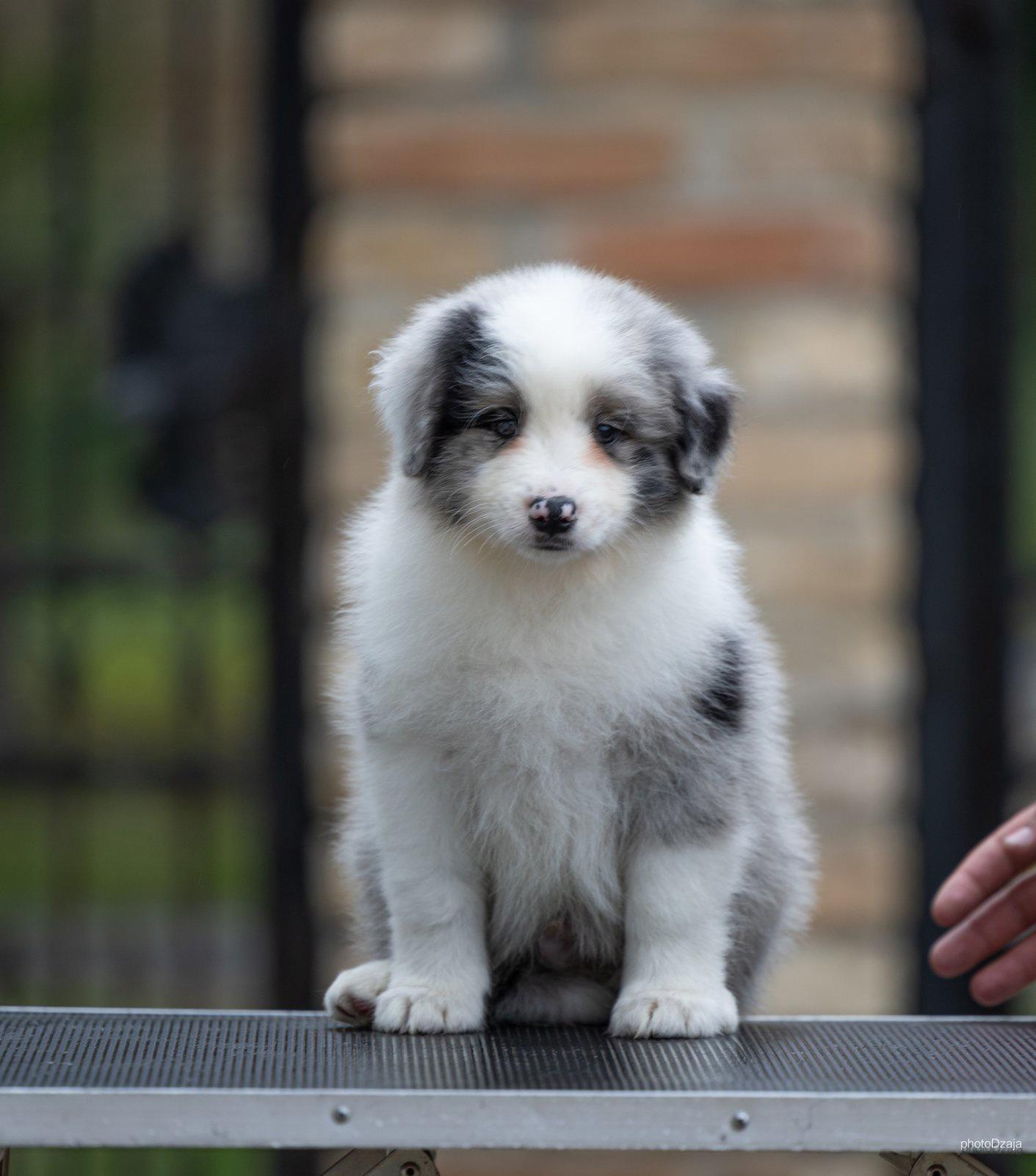 Border-Collie-Border-Koli-štenci