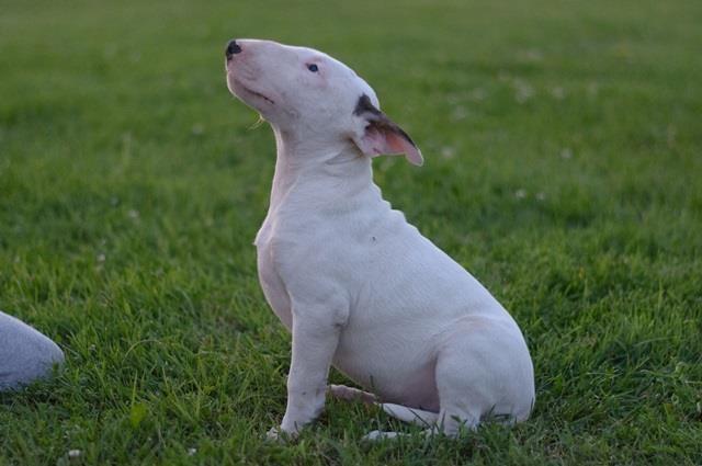 Engleski-bull-terijer