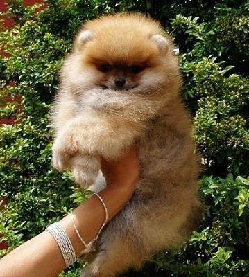 Pomeranski špic,Pomeranac,Pomeranian,Boo štenci