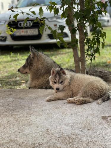 Prodaja stenadi