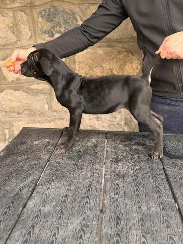 Cane Corso štenci