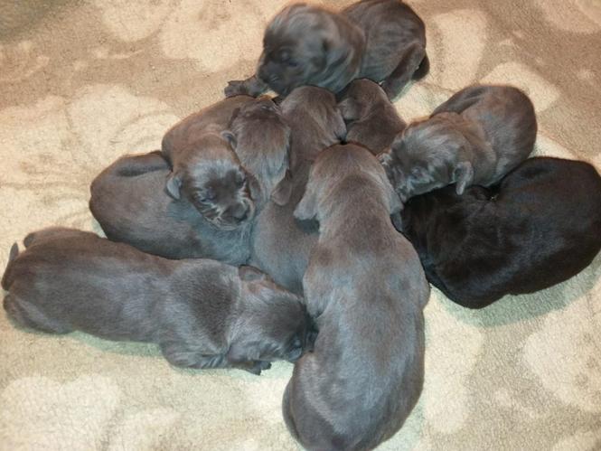 Cane corso stenci
