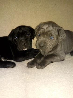 Cane corso štenci