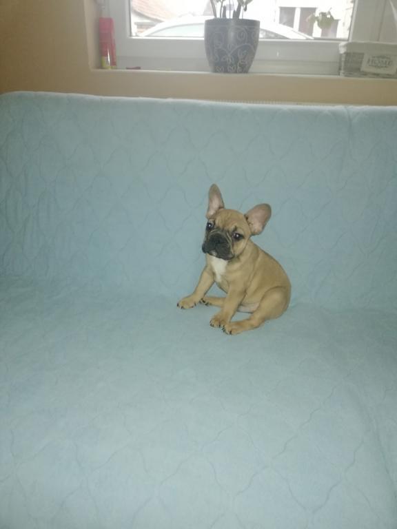 Francuski-buldog-stenad