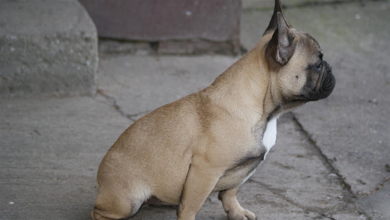 Francuski-buldog-žensko-štene
