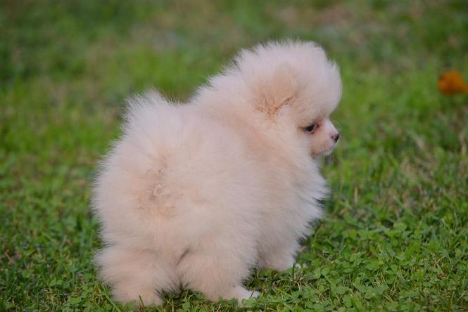 Pomeranac Medvedići