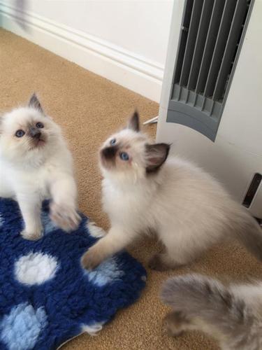 Ragdoll mačići