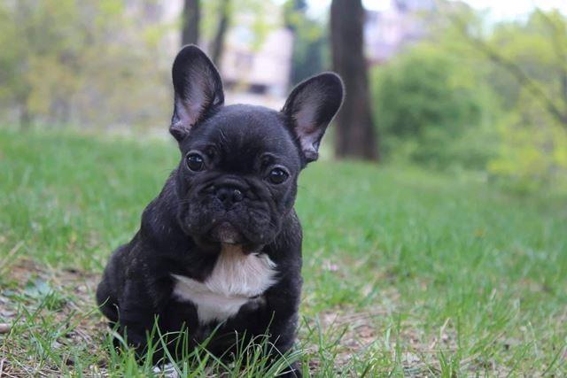 Francuski buldog, zenke 