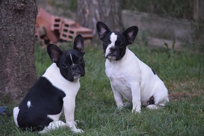 Francuski buldog štenci