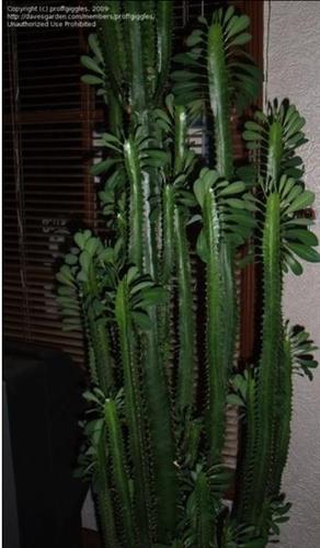 Euphorbia Trigona