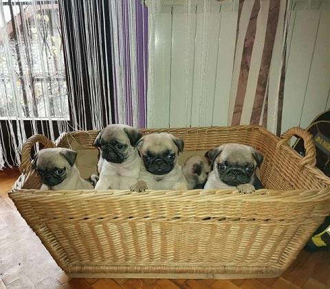 Mops stenci