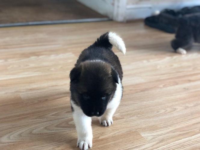 Prekrasne štenad Akita.