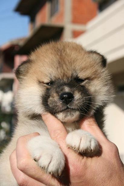 Japanska-Akita-Inu