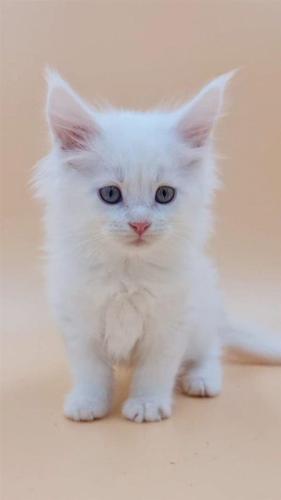 OLIVIA Maine Coon vrhunsko mace