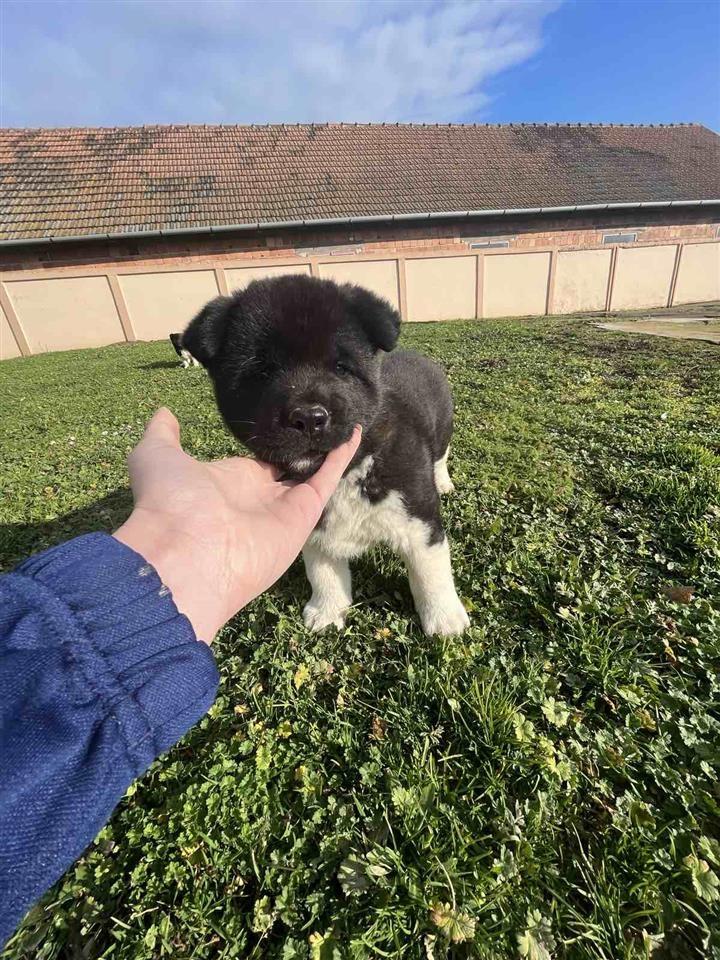 Američka-Akita-štenci